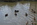 LES CANARDS